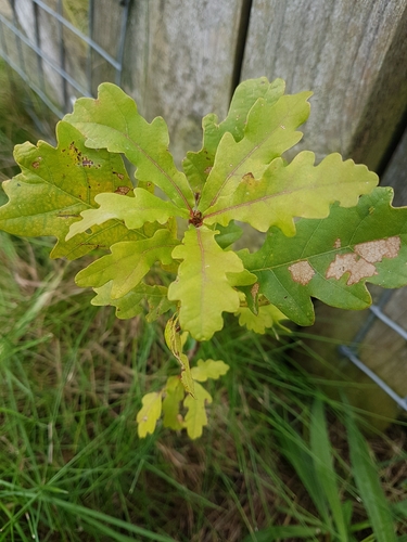 English oak