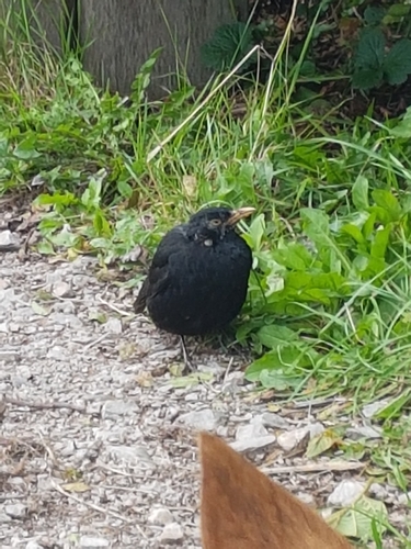 Eurasian Blackbird