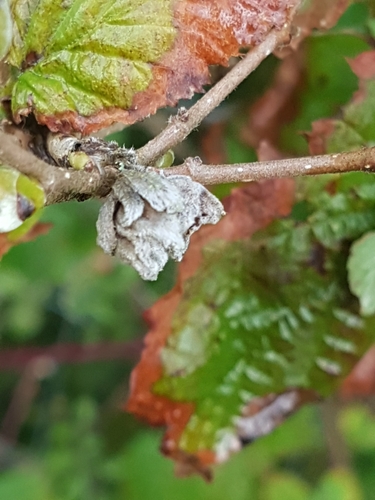 Filbert Bud Mite