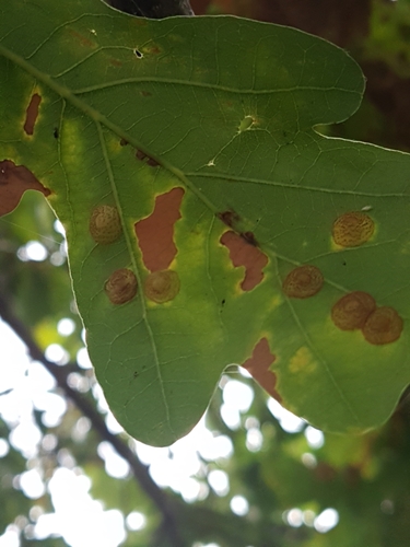 Common Spangle Gall Wasp