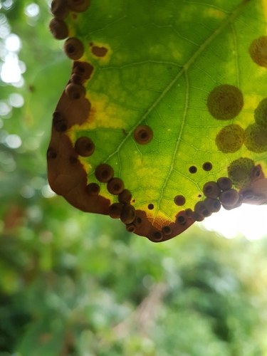 Silk-Button Spangle Gall Wasp