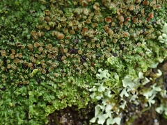 Pannaria sphinctrina