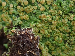 Pannaria sphinctrina