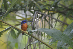Alcedo quadribrachys