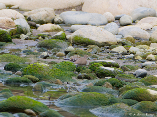 Common Sandpiper