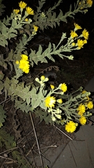 Heterotheca subaxillaris