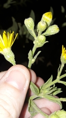 Heterotheca subaxillaris