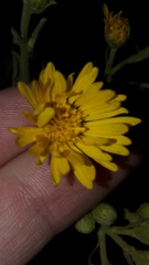 Heterotheca subaxillaris