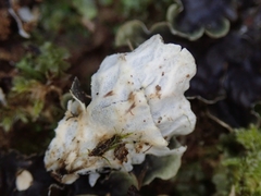 Peltigera nana