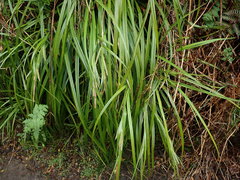 Carex forsteri