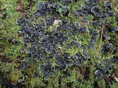 Peltigera nana