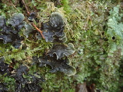 Peltigera nana
