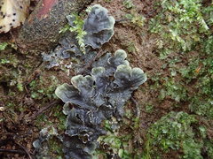 Peltigera nana