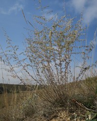 Artemisia nutans
