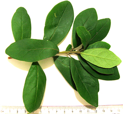 Diospyros dichrophylla