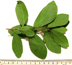 Diospyros dichrophylla