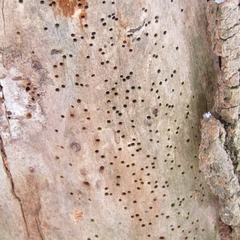 Bostrichoidea