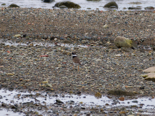 Common Ringed Plover