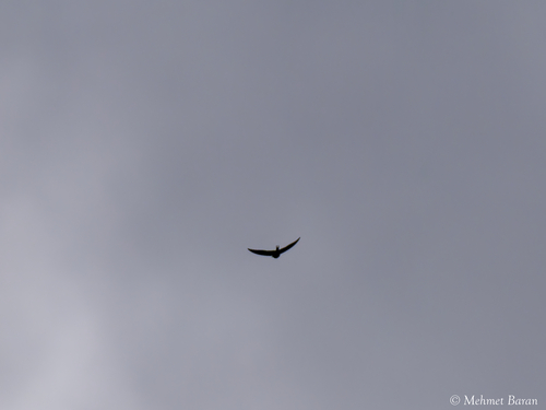 Barn Swallow