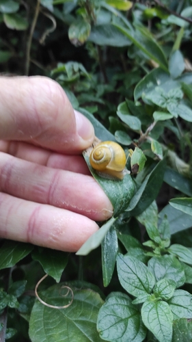Cepaea