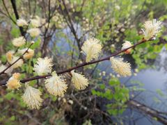 Salix aurita