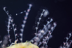 Antennella