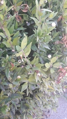 Myrtus