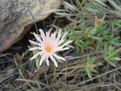 Lampranthus schlechteri