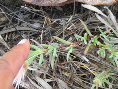 Lampranthus schlechteri