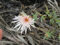Lampranthus schlechteri