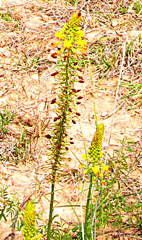 Bulbine abyssinica