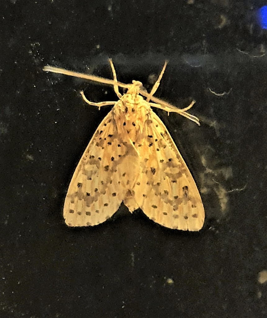 Eriostepta fulvescens