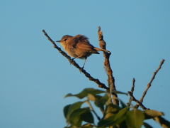 Acrocephalus palustris