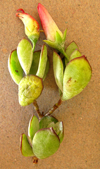 Cotyledon woodii