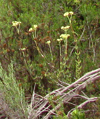 Crassula mesembryanthoides