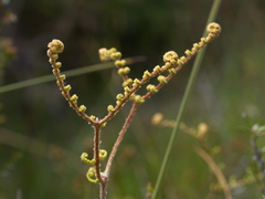 Gleichenia microphylla