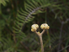 Gleichenia microphylla