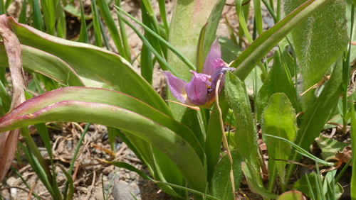 Tulipa saxatilis