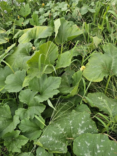 winter squash
