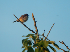 Acrocephalus palustris