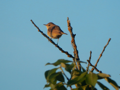 Acrocephalus palustris