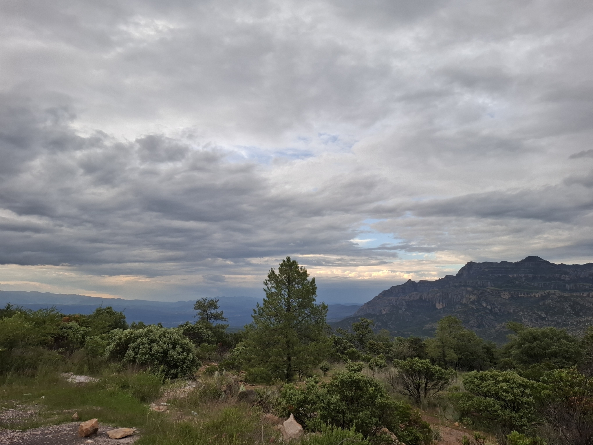 Pinos y matorral de encino bajo un cielo nublado, con peñascos de la sierra en el horizonte, en La Michilía, Reserva de la Biosfera La Michilía, Durango