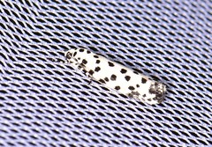 Ethmia clytodoxa