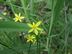 Tricoryne anceps