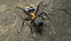 Polyrhachis ornata