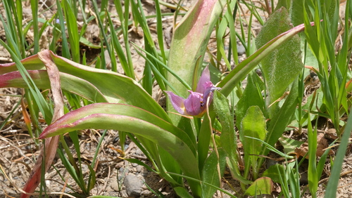 Tulipa saxatilis