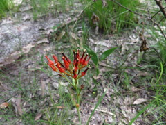 Haemodorum coccineum