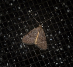 Tolpiodes oligolasia