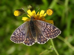 Boloria napaea