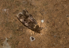Barea ebenopa